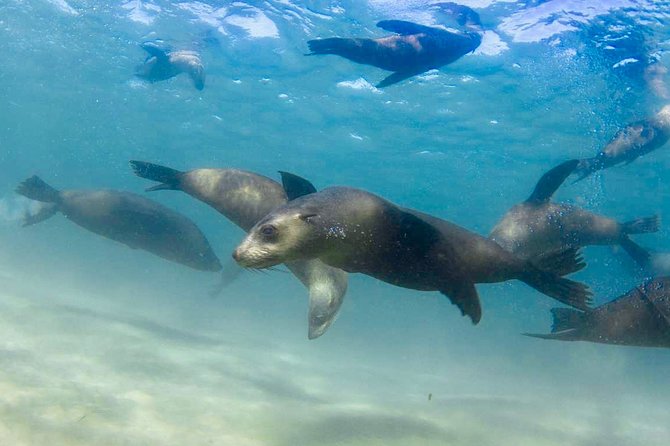 Dolphin and Seal snorkel adventure from Sorrento - Searching for resident bottlenose dolphins