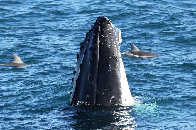 Dolphin & Whale Cruise - Key things to know before you book