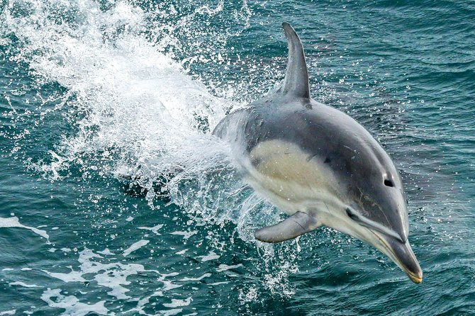 Dolphin & Whale Cruise - Leaving San Remo for Cape Woolamai