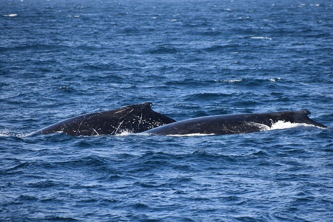 Dolphin & Whale Cruise - What three hours feels like at sea