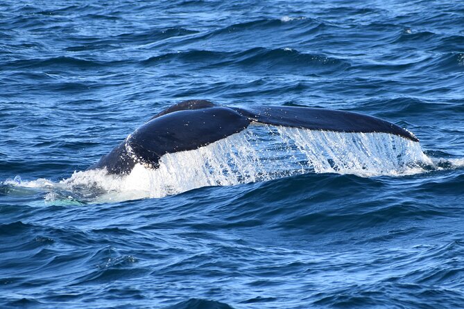 Dolphin & Whale Cruise - Who will enjoy this cruise most?