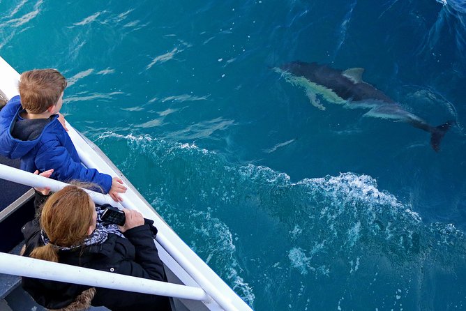 Dolphin & Whale Cruise - Watching the coast from a large catamaran