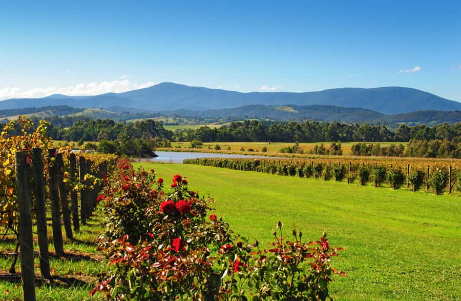 Experience Yarra Valley: A Tailored private Wine Journey - Lunch at the one-hour mark that matters
