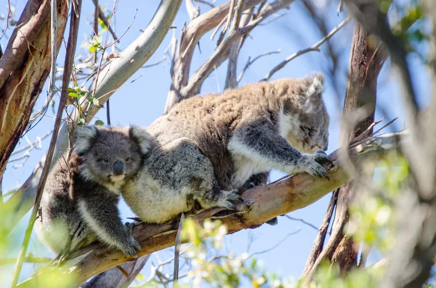 From Melbourne: 2-Day Great Ocean Road & Grampians Escape - The 12 Apostles and Loch Ard Gorge