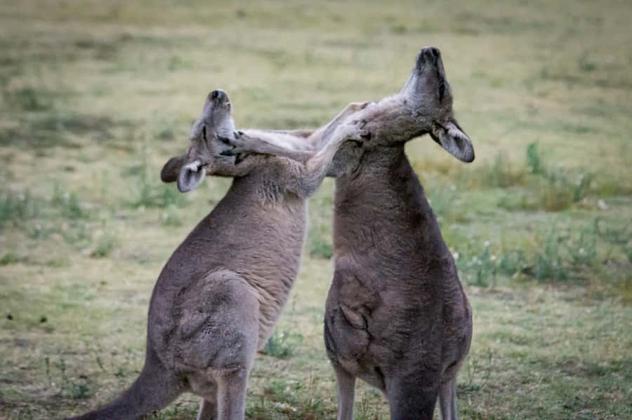 From Melbourne: 2-Day Great Ocean Road & Grampians Escape - London Bridge, dinner, and the long run to Halls Gap