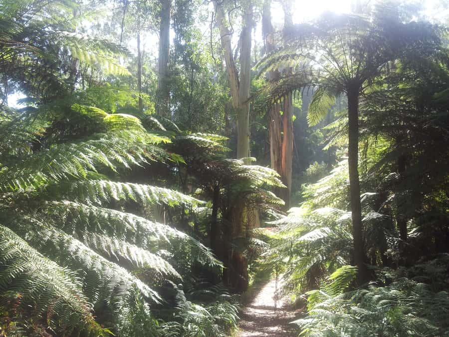 From Melbourne: Dandenong Ranges Private Day Tour - From Melbourne streets to cool mountain forest