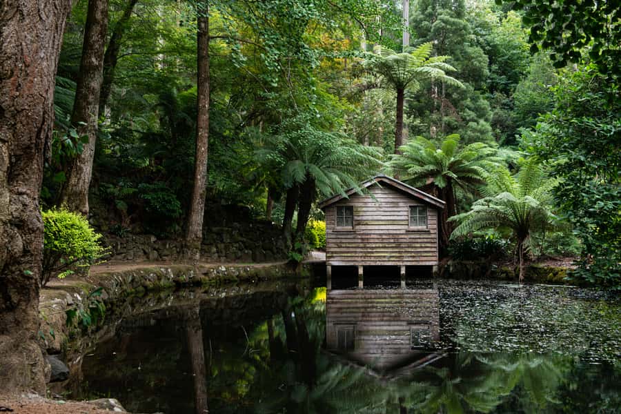 From Melbourne: Dandenong Ranges Private Day Tour - A cosy lunch stop with cockatoos nearby