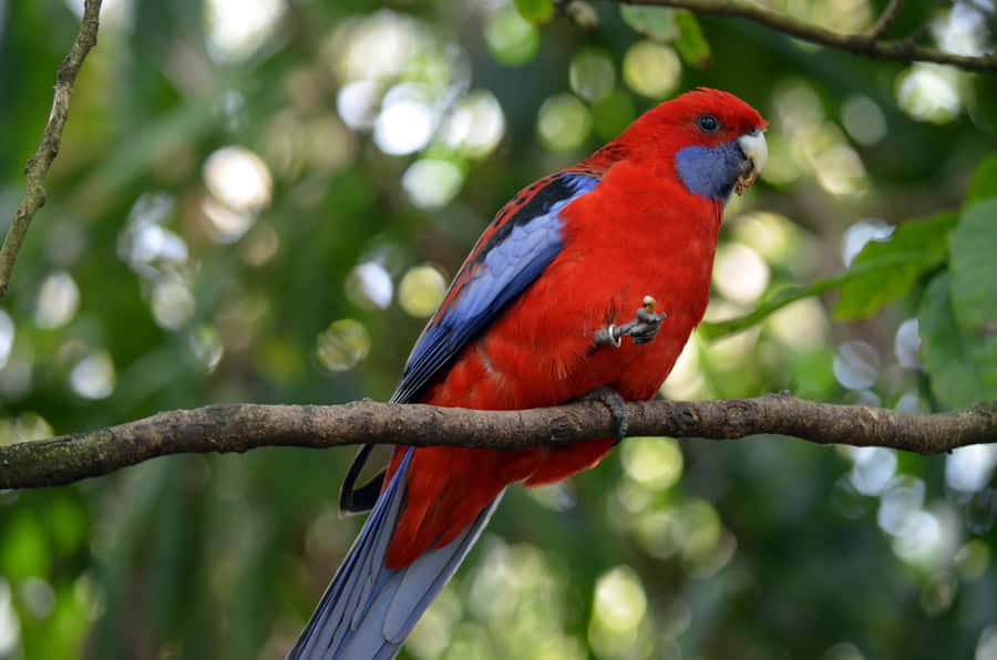 From Melbourne: Dandenong Ranges Private Day Tour - The Dandenong Ranges Botanic Gardens and Australian plants