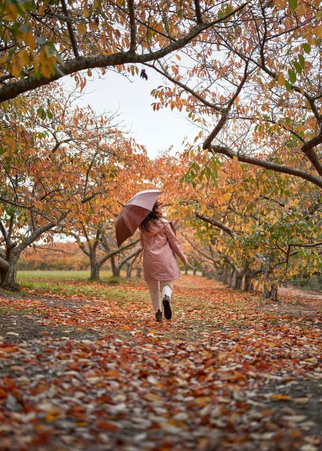 From Melbourne: Dandenong Ranges Private Day Tour - What to bring and who will enjoy it