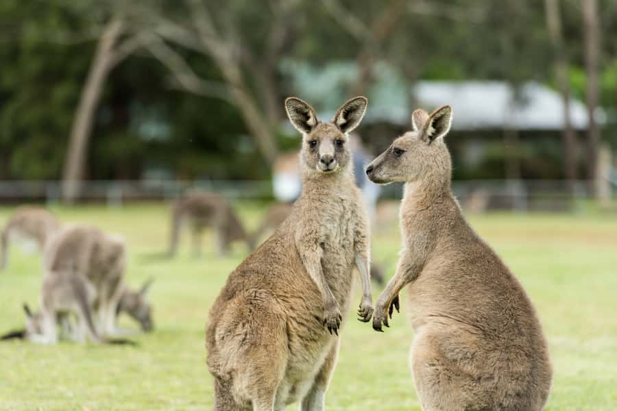 From Melbourne Grampians National Park Kangaroos Guided Tour - From Melbourne to the open country