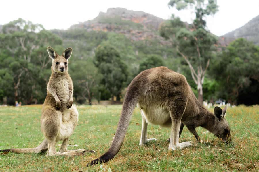 From Melbourne: Grampians National Park Small Group Tour - Key points at a glance