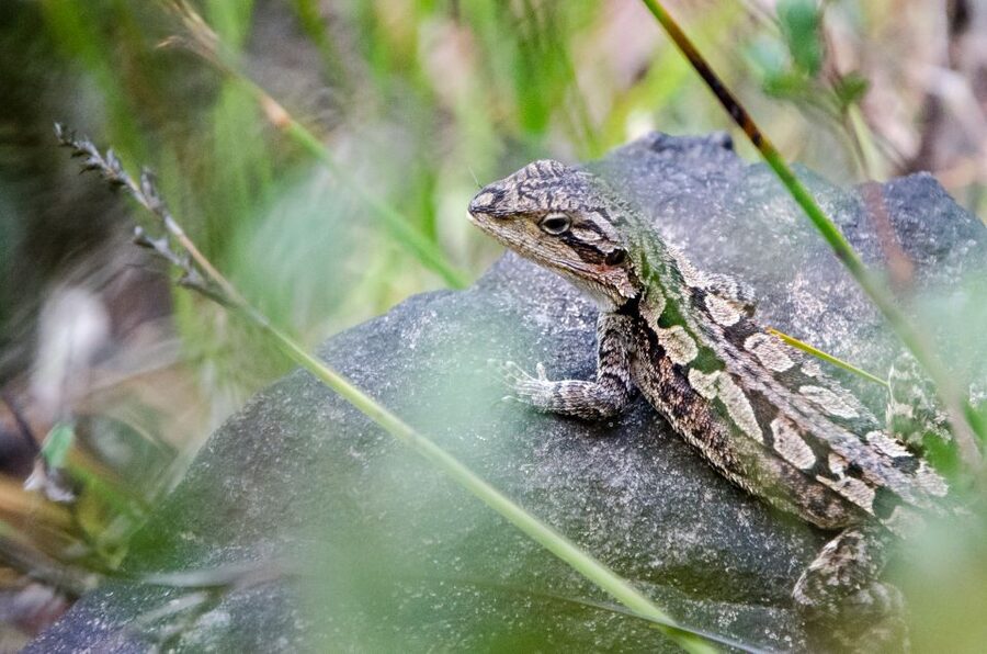 From Melbourne: Grampians National Park Small Group Tour - Wildlife stops and the return through Ararat