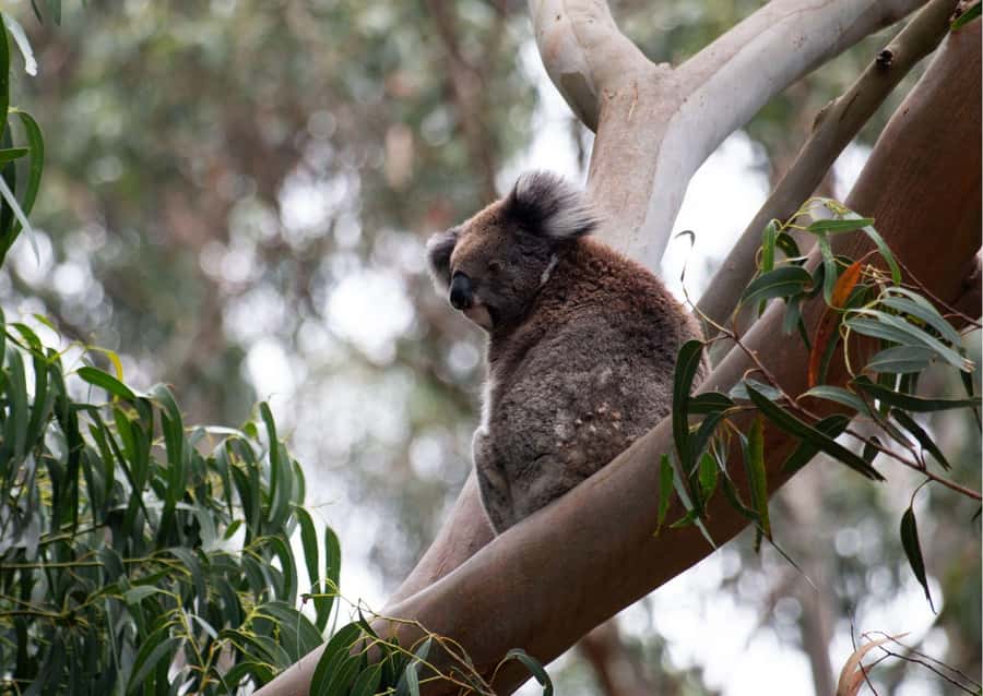 From Melbourne: Great Ocean Road & 12 Apostles Full-Day Tour - Early pickup and the long run toward the coast
