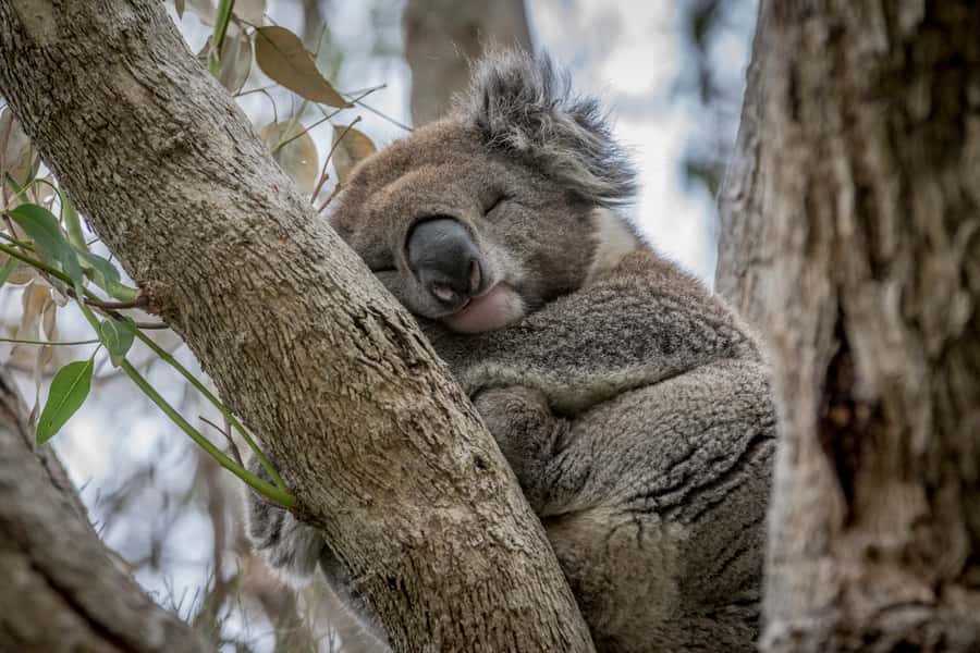 From Melbourne: Great Ocean Road, 12 Apostles & Koalas - Memorial Arch explains what you are seeing