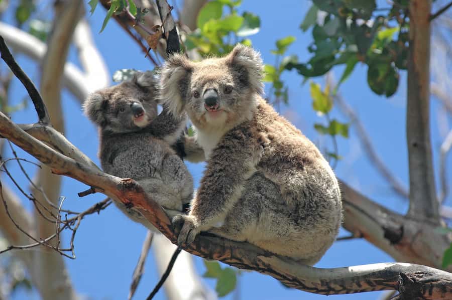 From Melbourne: Great Ocean Road, 12 Apostles, Wildlife Tour - Morning tea and the famous Pole House