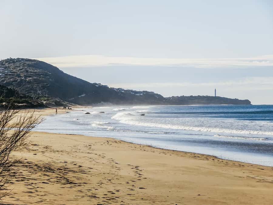 From Melbourne: Great Ocean Road, 12 Apostles, Wildlife Tour - Cape Patton brings the big coastal views