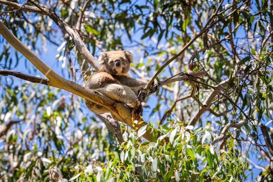 From Melbourne: Great Ocean Road Boutique Tour in Reverse - Apollo Bay lunch and the long coastal return