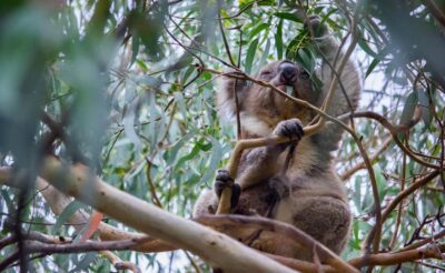 Great Ocean Road Full-Day Guided Trip