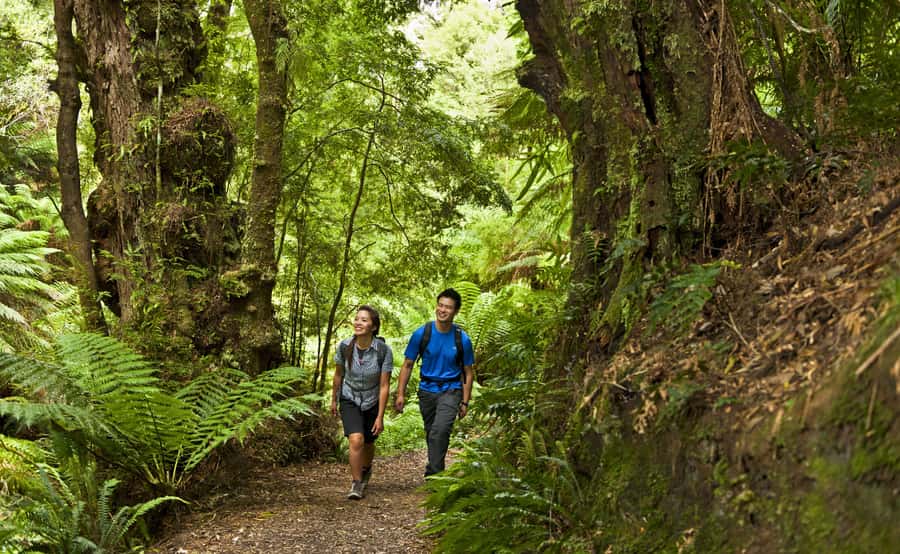 From Melbourne: Great Ocean Road Full-Day Guided Trip - Maits Rest brings in the Otway rainforest