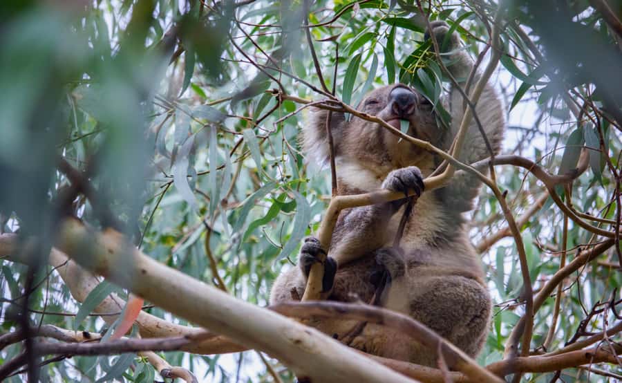 From Melbourne: Great Ocean Road Full-Day Guided Trip - Morning tea at Torquay and the start of the coast