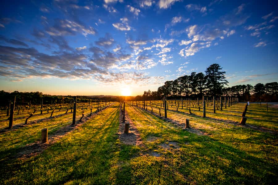 From Melbourne: Mornington Peninsula Food & Wine Taste Trail - Rare Hare at Jackalope brings a polished wine stop