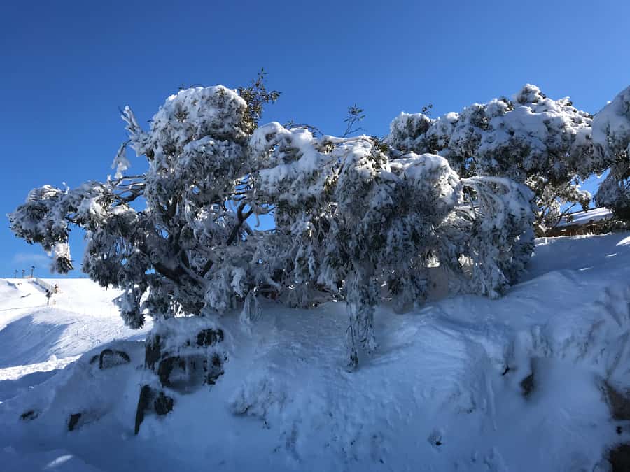 From Melbourne: Mt Buller Snow Day Small Group Boutique Tour - Key points at a glance
