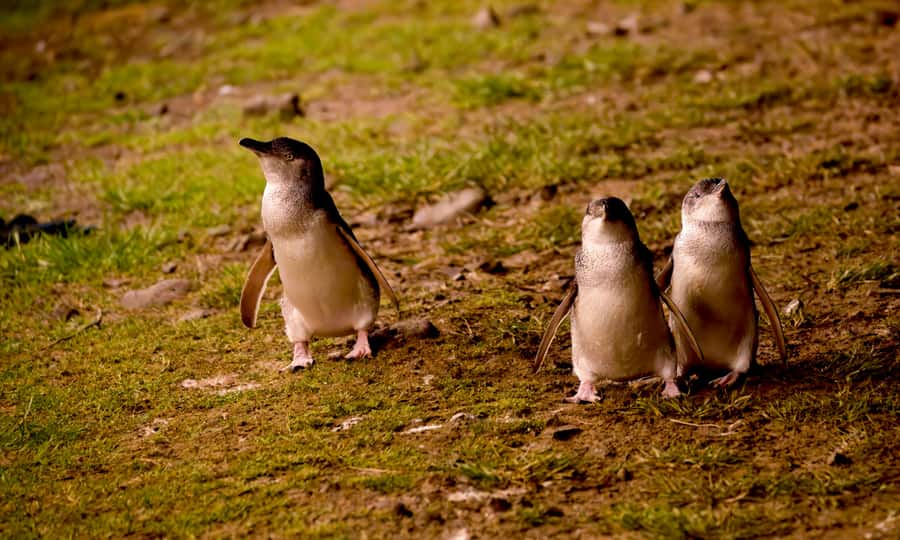 From Melbourne: Penguin Parade Afternoon Tour - Why the afternoon start works so well