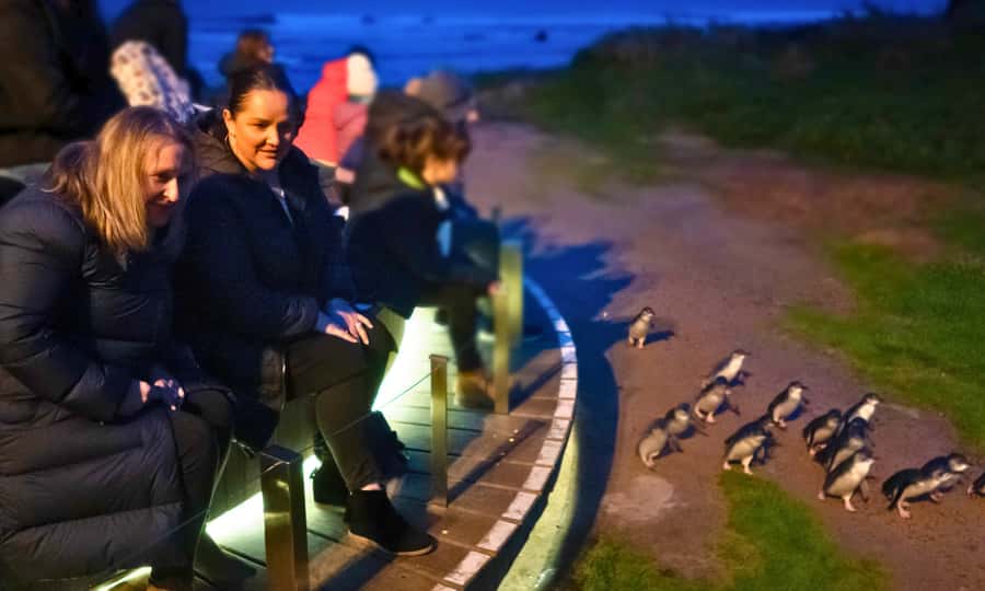 From Melbourne: Penguin Parade Afternoon Tour - Cape Woolamai in summer