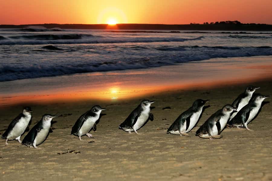 From Melbourne: Penguin Parade, Koalas & Kangaroos - Meeting koalas and kangaroos at Moonlit Sanctuary