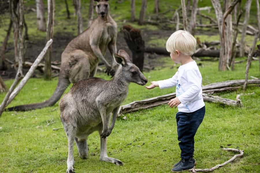 From Melbourne: Penguin Parade, Koalas & Kangaroos - Nobbies Boardwalk and the southern coast
