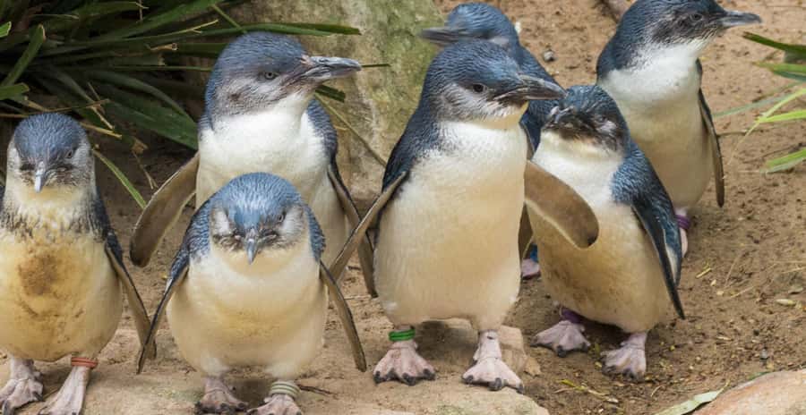 From Melbourne: Penguin Parade, Koalas & Kangaroos - A twelve-hour day that keeps moving