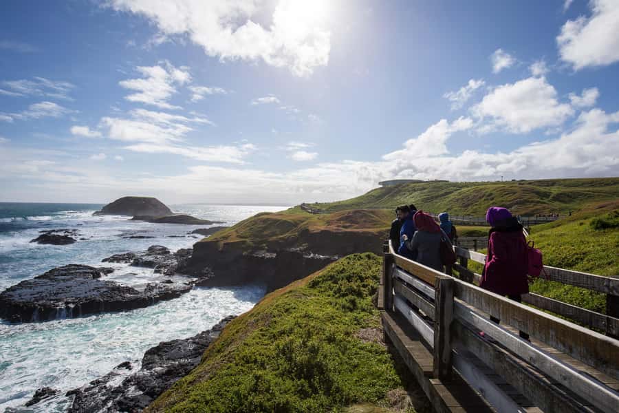 From Melbourne: Penguin Parade, Koalas & Kangaroos - Small-bus comfort and seat selection