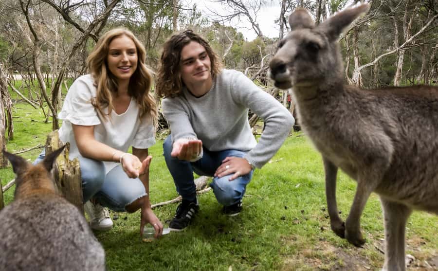 From Melbourne: Penguin Parade, Koalas & Kangaroos - Weather, clothing and practical preparation