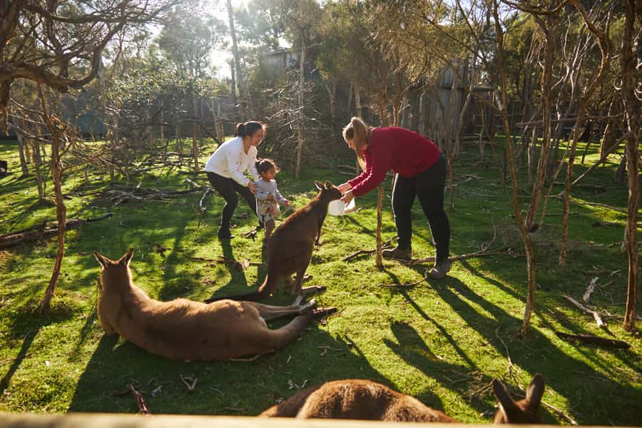 From Melbourne: Penguins and Wildlife Nature Day Tour - Why this Melbourne wildlife day trip works