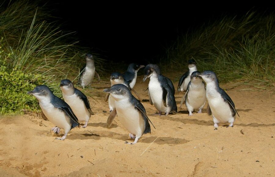 From Melbourne: Penguins and Wildlife Nature Day Tour - What the guides add to the day