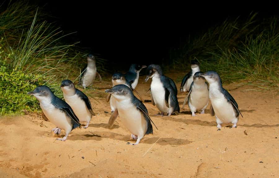 From Melbourne: Penguins and Wildlife Nature Day Tour - Is the $105 price good value?