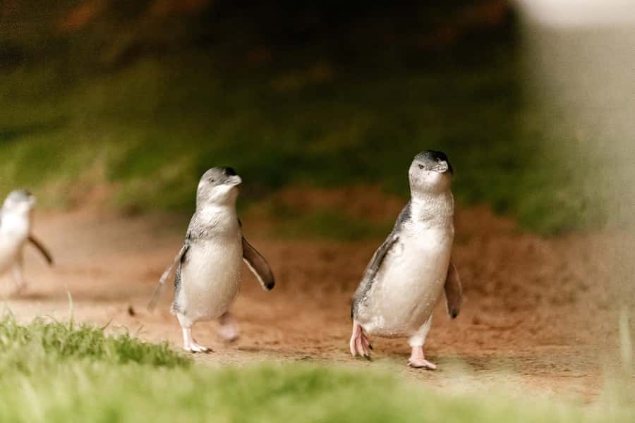 From Melbourne: Phillip Is Penguin Parade & Koala Reserve - Key points at a glance