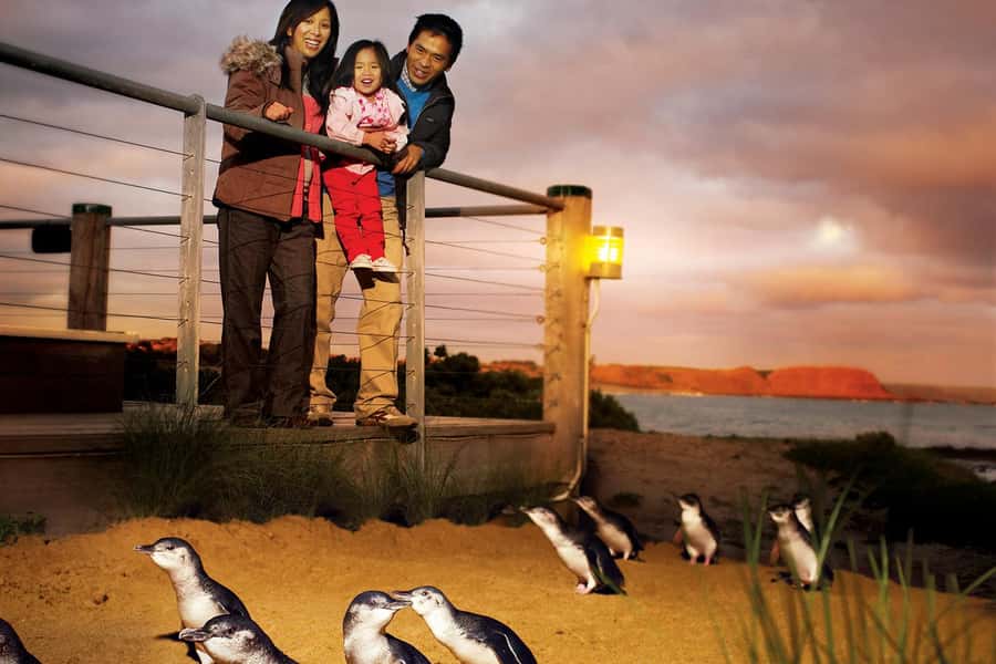 From Melbourne: Phillip Is Penguin Parade & Koala Reserve - The Penguin Parade is the main event