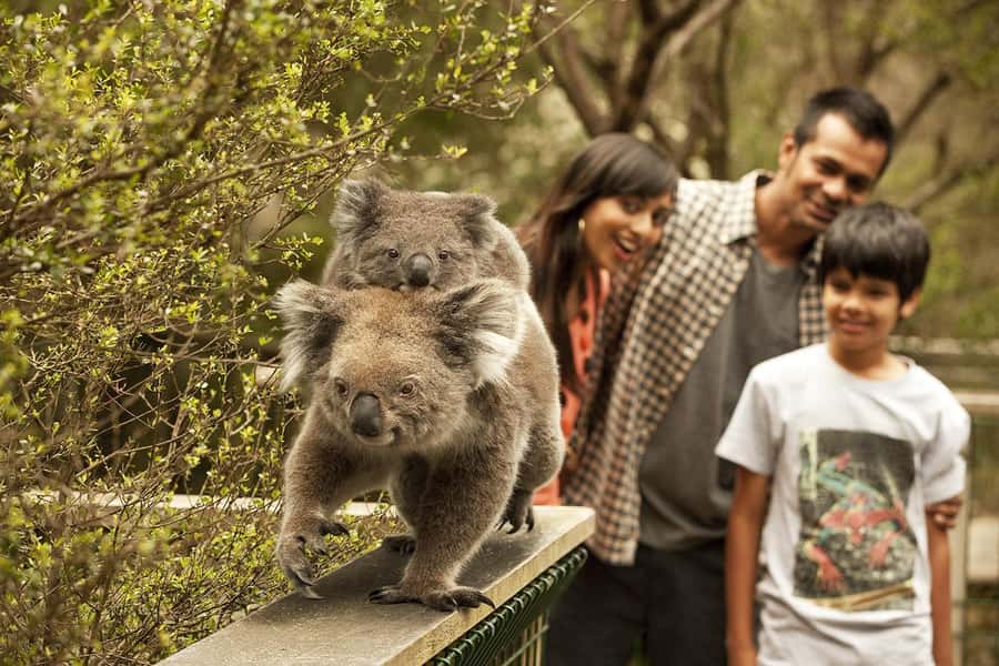 From Melbourne: Phillip Is Penguin Parade & Koala Reserve - The road from Melbourne to Phillip Island