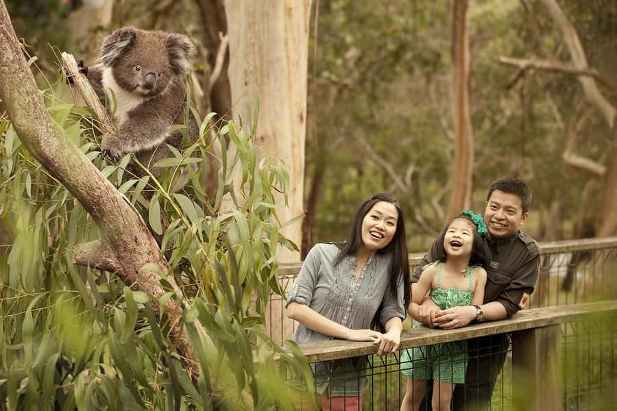 From Melbourne: Phillip Is Penguin Parade & Koala Reserve - Timing the long evening