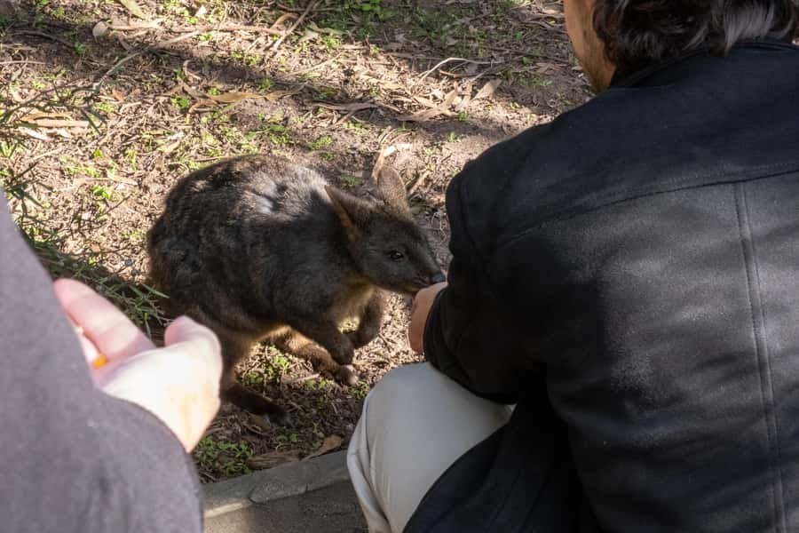From Melbourne: Phillip Island and Penguin Parade Day Tour - Key points to know before booking