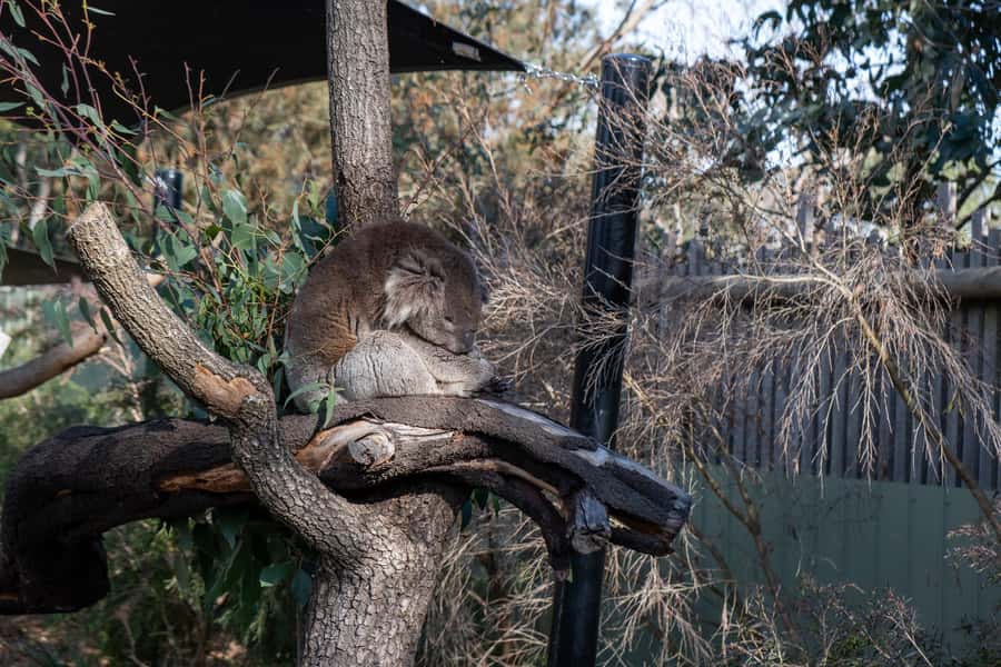 From Melbourne: Phillip Island and Penguin Parade Day Tour - Why the penguins make this long day worthwhile