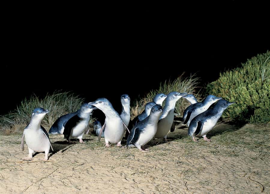 From Melbourne: Phillip Island and Penguin Parade Day Tour - Cape Woolamai gives you a quick taste of the coast