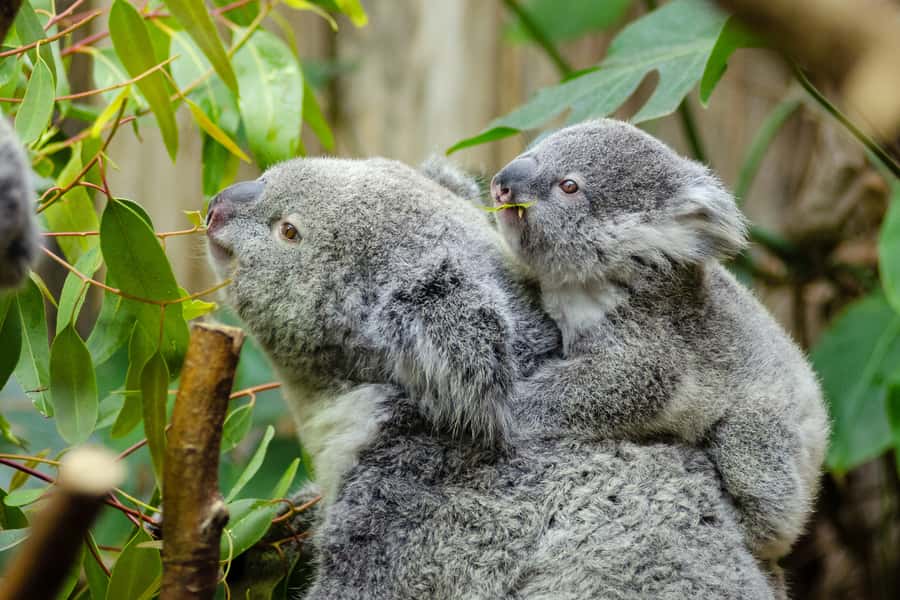 From Melbourne: Phillip Island and Penguin Parade Day Tour - Morning ride from Melbourne to Moonlit Sanctuary
