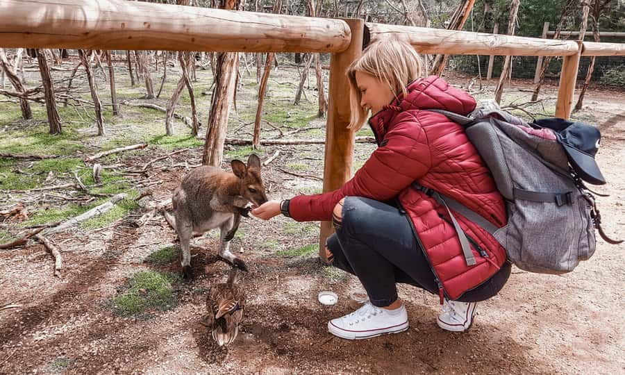 From Melbourne: Phillip Island Penguin Parade Eco Tour - Cape Woolamai adds cliffs and beaches in summer