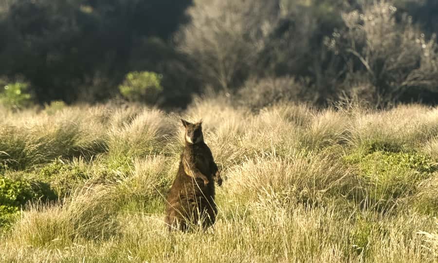 From Melbourne: Phillip Island Penguin Parade Eco Tour - The Penguin Parade viewing experience