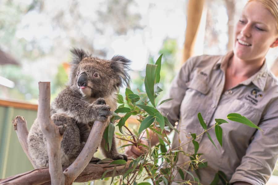 From Melbourne: Phillip Island Penguin Parade Eco Tour - Moonlit Sanctuary brings Australian wildlife close