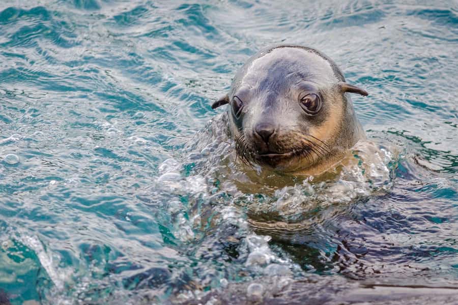 From Melbourne: Phillip Island Penguin Parade Express Tour - Key points to know