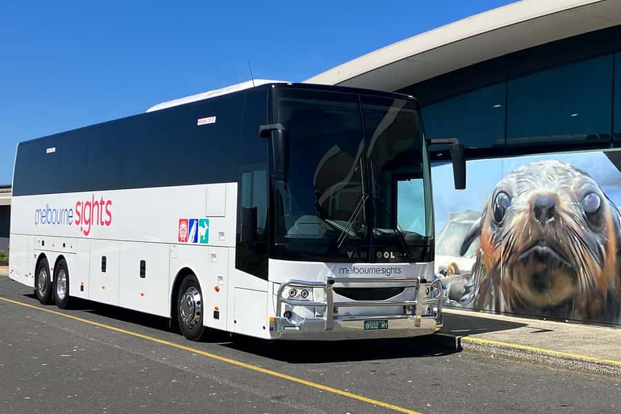 From Melbourne: Phillip Island Penguin Parade Express Tour - What the two-hour parade visit feels like