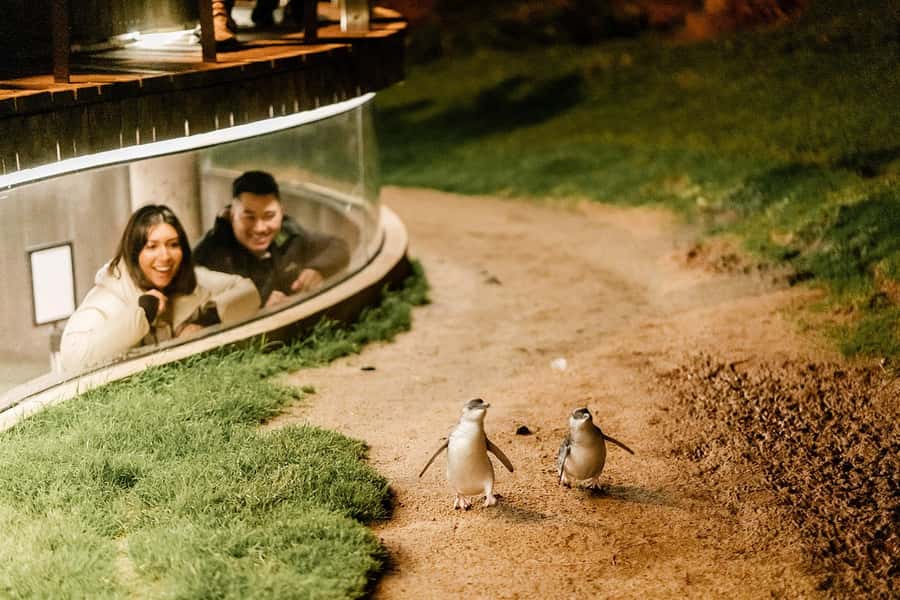 From Melbourne: Phillip Island Penguin Parade Express Tour - Best times of year and weather advice